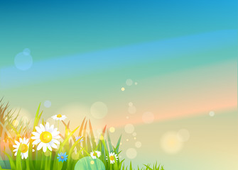 Fototapeta premium Beautiful summer flowers