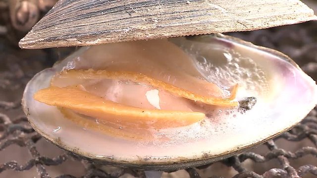 海鮮バーベキュー
