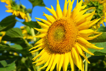 Helianthus or sunflowers. Close up on Sunflower.