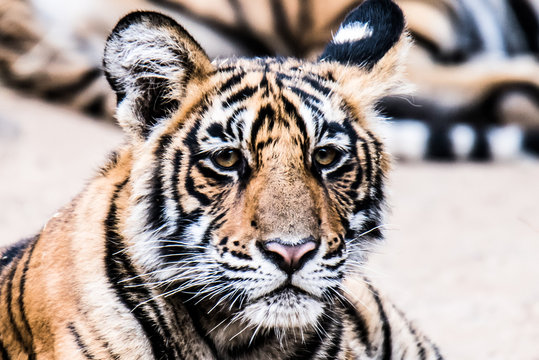 Cub of Royal Bengal Tiger