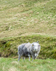 Naklejka na ściany i meble Sheep graze grass on field