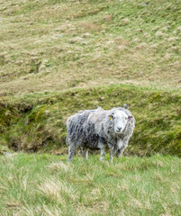 Fototapeta premium Sheep graze grass on field