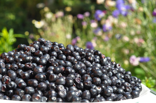 Organic blueberry in beautiful garden background. Vaccinium myrtillus is a species of shrub with edible fruit of blue color, commonly called bilberry, whortleberry, huckleberry or European blueberry.