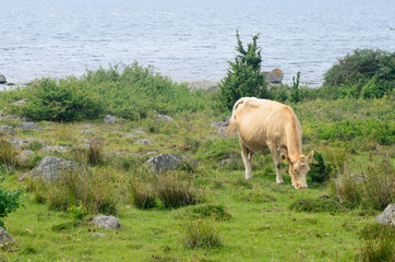 cow in pasture