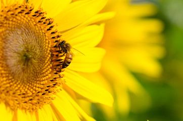Macro shot of bee on sunflower