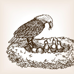 Eagle feeding baby bird sketch vector illustration