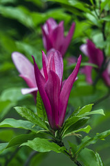 Obraz premium Pink magnolia flower on a background of green leaves
