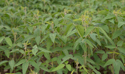 soybean