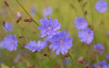 summer flowers