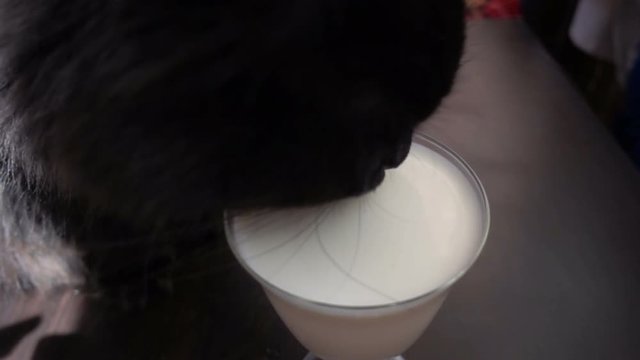 cat drinking milk from a mug
