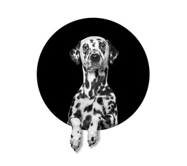 Dog in a circle with empty space for text - obrazy, fototapety, plakaty