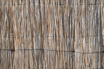 The wall of the reed stalks