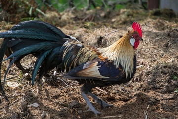 Golden Phoenix rooster on the traditional rural farmyard. Free range poultry farming