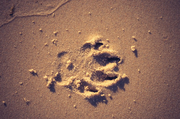 Dog footprint on the sand
