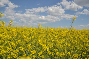 Obraz premium Field of yellow flowering oilseed rape isolated on a cloudy blue sky in springtime (Brassica napus), Blooming canola, rapeseed plant landscape. Slovakia
