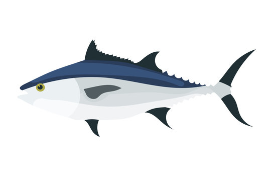 Tuna on white background. Color vector image of tuna fish. Anima
