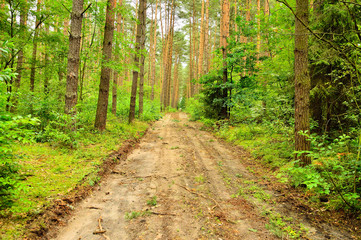 Leśna droga w środku lasu