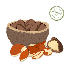 Vector illustration Brazil nut. A handful of shelled Brazil nuts in shell and shelled. Tasty Image isolated on white background nuts for printing on packaging, advertising of healthy foods