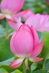 Lotus bud and Lotus flower