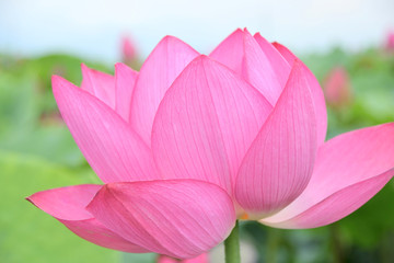 Lotus flower