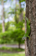 Green lizard in the wild.