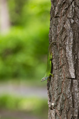 Green lizard in the wild.