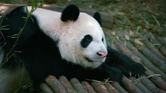 Cute sleeping adult panda. Video UltraHD 4k
