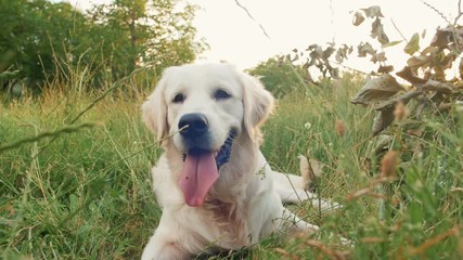 Cute retriever dog laying in grass in park