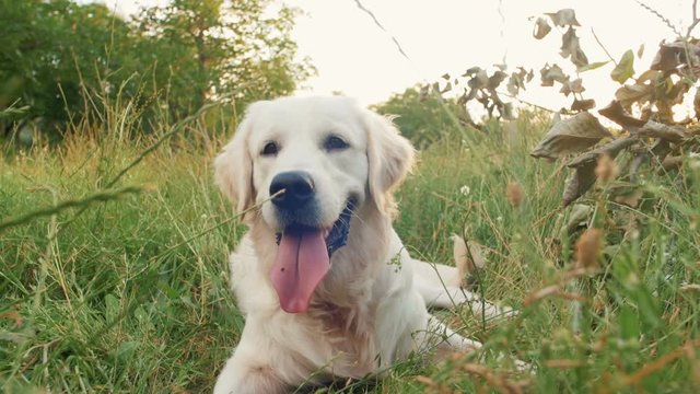 Cute retriever dog laying in grass in park