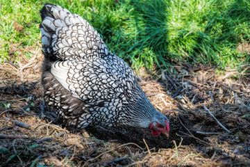Hens feed on the traditional rural barnyard. Chicken standing on barn yard with the chicken coop. Free range poultry farming 