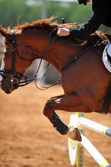 Obraz premium The rider overcomes the obstacle on the horse jumping competition