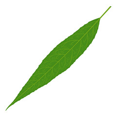 Fototapeta premium Green willow tree leaf vector illustration isolated on white background