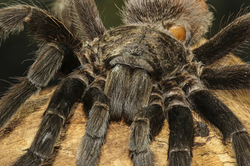 Mexican red rump tarantula, Brachypelma vagans