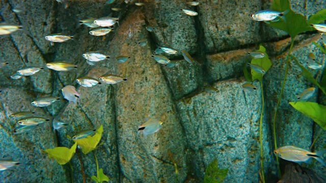 Head and Tail Light Tetra (Hemigrammus ocellifer). Flock in the aquarium. UltraHD 4k footage