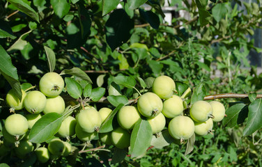 Many green apples on a branch