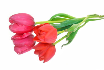 red and pink tulips isolated - flower reflection