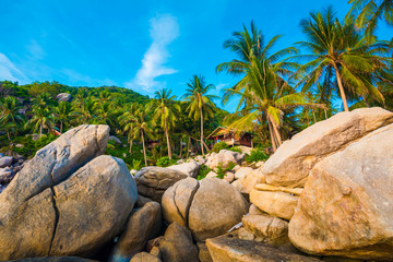 Palm trees on luxury exotic beach in tropical island