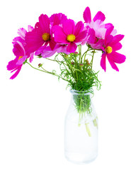 Cosmos fresh pink flowers in glass vase isolated on white background