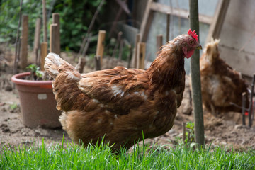 Hens feed on the traditional rural barnyard. Chicken standing on barn yard with the chicken coop. Free range poultry farming 