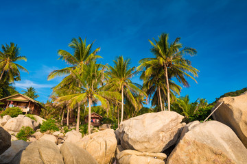 Tropical rocky beach with coconut palm trees
