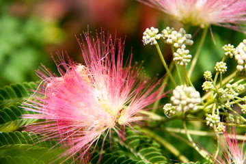 Albizia julibrissin flowers close-up as a background
