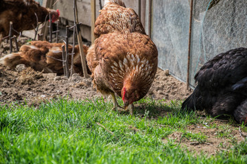 Hens feed on the traditional rural barnyard. Chicken standing on barn yard with the chicken coop. Free range poultry farming 