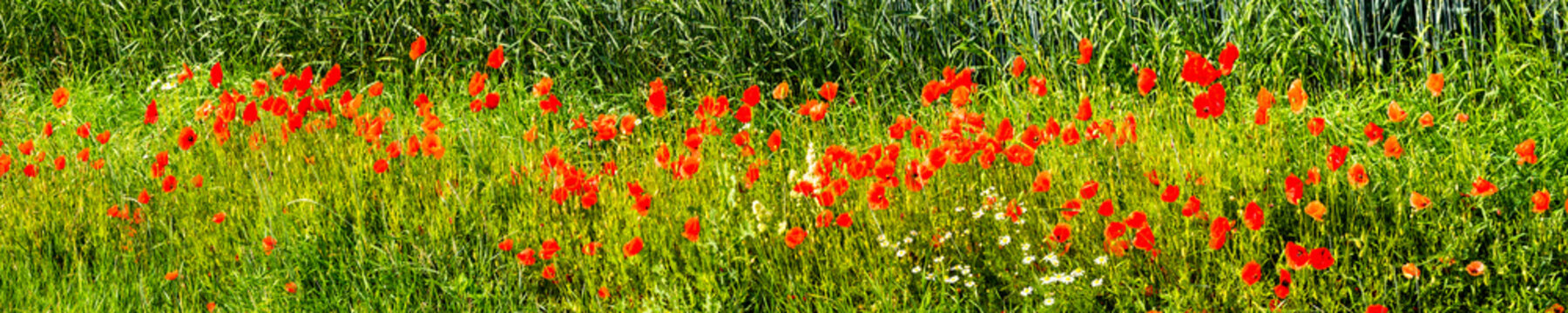 Mohnblumen vor dem Getreidefeld