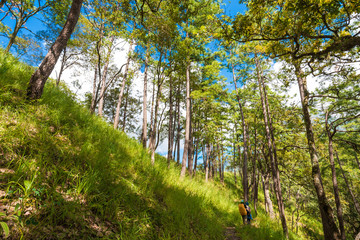 Forest landscape view of green mountains and blue sky with cloud