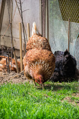 Hens feed on the traditional rural barnyard. Chicken standing on barn yard with the chicken coop. Free range poultry farming 