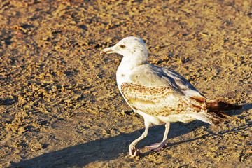Seagull do walks along the sandy beach