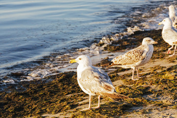 Seagulls are standing on the shore of the Baltic Sea