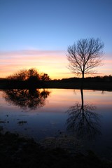 Fototapeta premium Tree and watermirror in a small pond at sunset