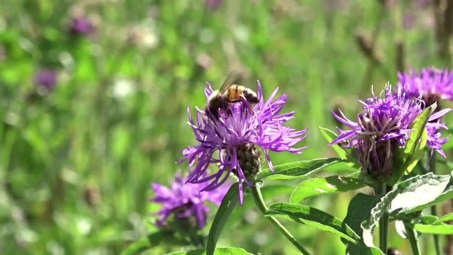 Bees collecting pollen from blossoms