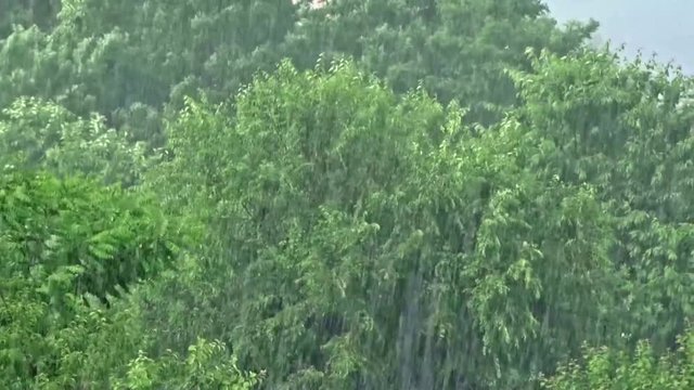 Heavy rain on a woods during storm